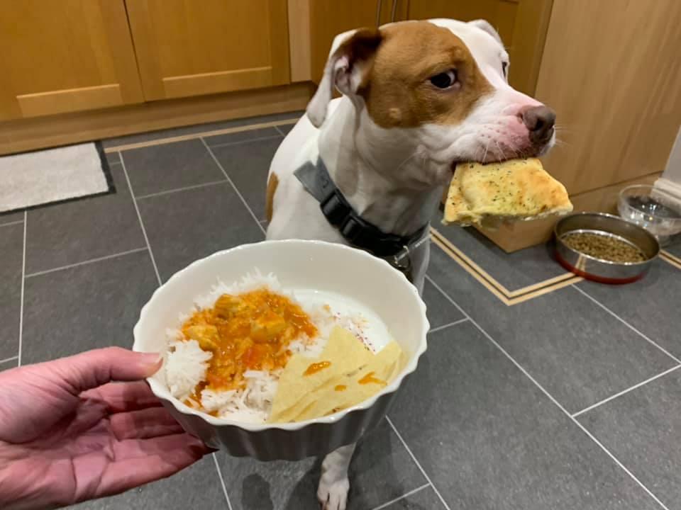 Ellie指出,失聰的狗其實其他感官更加靈敏,尤其是嗅覺好得驚人。(FB)