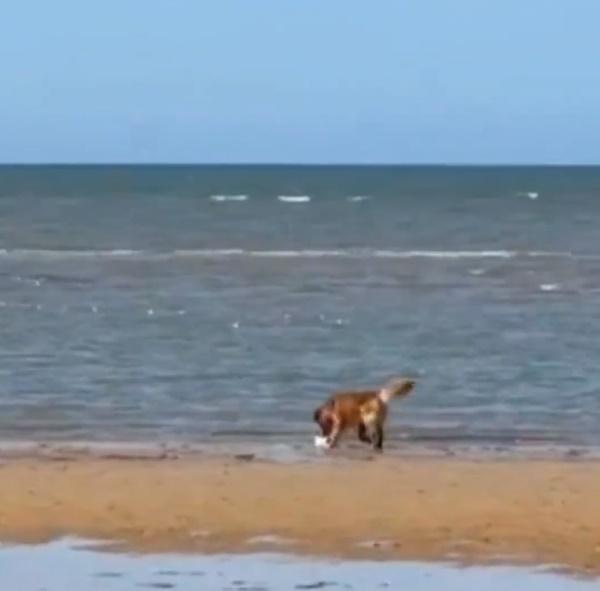 海鷗被追到筋疲力盡後只好放棄逃跑,趴在沙上休息。(微博)