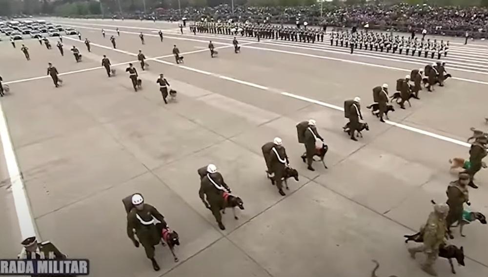 今年共有76隻狗狗參與閱兵。(X)