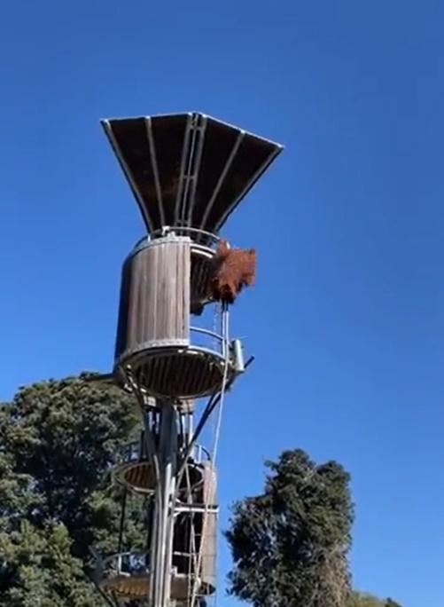 小木屋內的猩猩也隨即爬出來張望,似乎是在尋找負鼠落地的位置。(X)