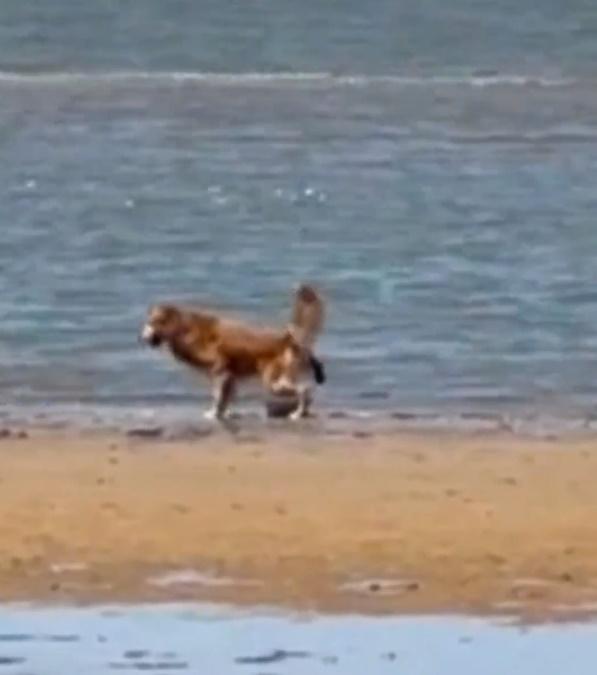 狗狗只是聞了一聞海鷗,接著竟然抬起腳來往對方身上撒了一泡尿。(微博)