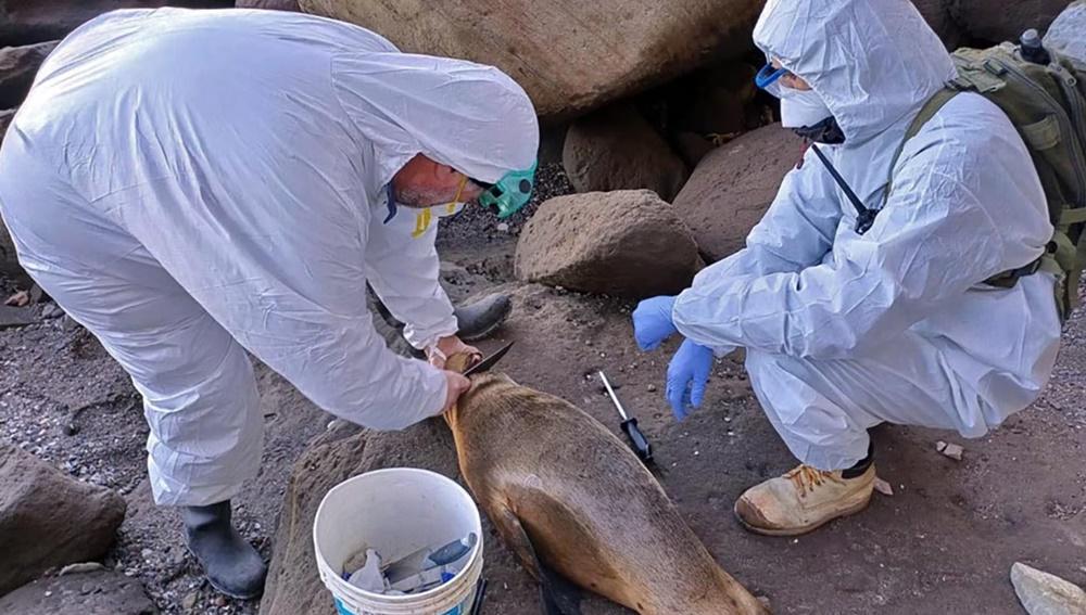 阿根廷封鎖部分海灘,並建議民眾切勿攜帶寵物前往。(X)