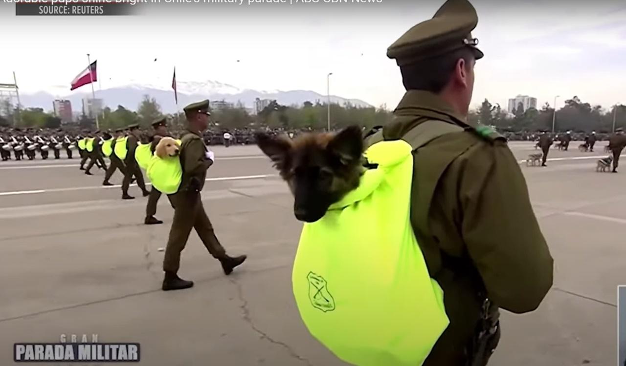 狗B隊伍是矚目一群,牠們每隻被獨立裝在一個螢光黃色的背囊裡,只露出頭部,由領犬員抱著或揹著列隊進場。(X)