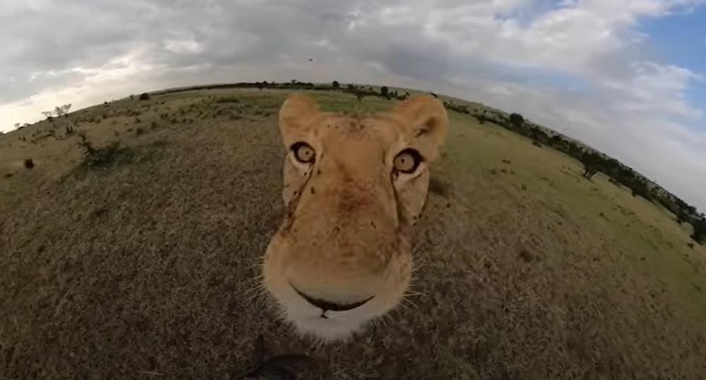 GoPro被一隻野生母獅叼走。(YouTube)