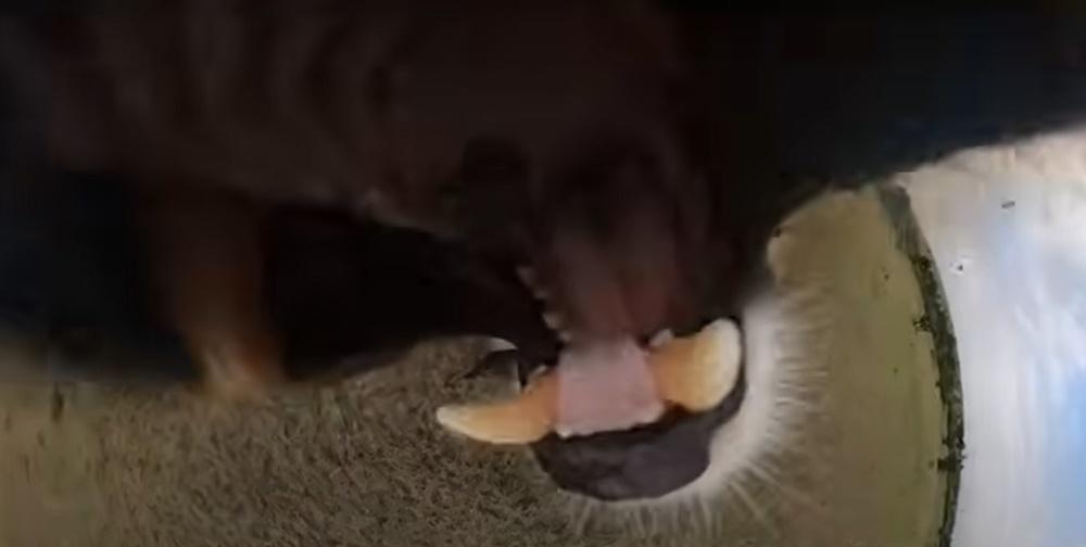 有幾個鏡頭更拍攝到牠咀裡鋒利的牙齒。(YouTube)