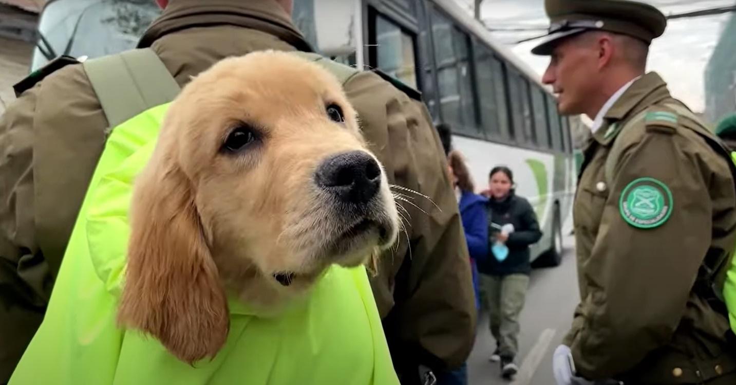 狗B隊伍是矚目一群,牠們每隻被獨立裝在一個螢光黃色的背囊裡,只露出頭部,由領犬員抱著或揹著列隊進場。(X)