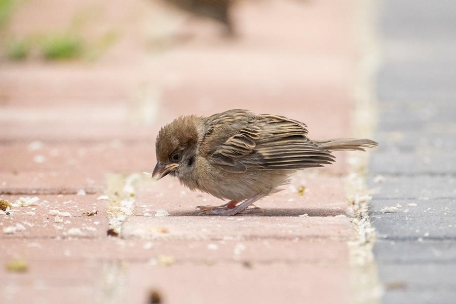 香港觀鳥會進行第八屆全港麻雀普查,估計市區麻雀數量微跌至24.3萬。(香港觀鳥會fb圖)