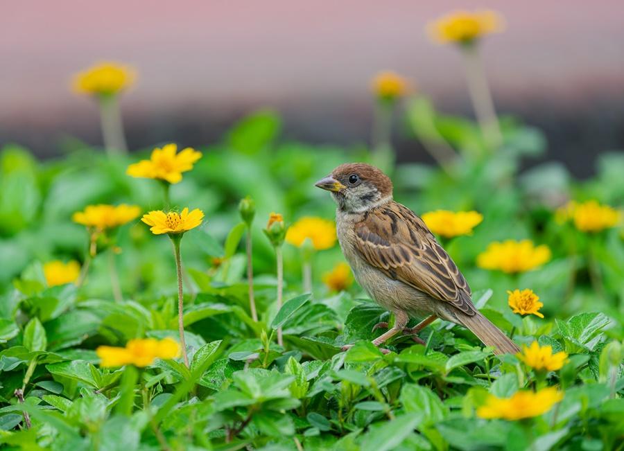 香港觀鳥會進行第八屆全港麻雀普查,估計市區麻雀數量微跌至24.3萬。(香港觀鳥會fb圖)