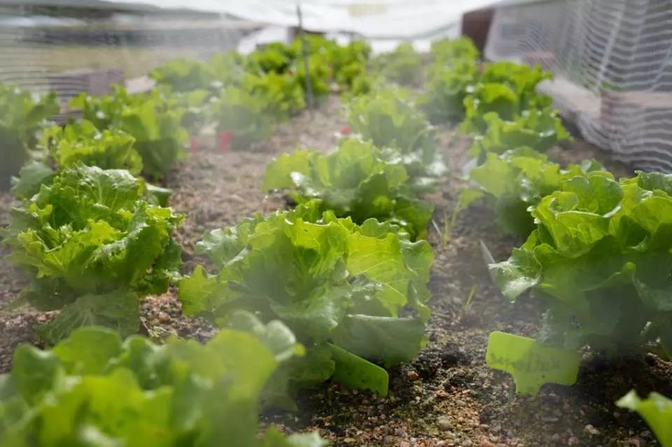 休閒農莊 - 1小時認識栽種技巧、收割蔬菜 (每家庭可帶走一包幼苗)