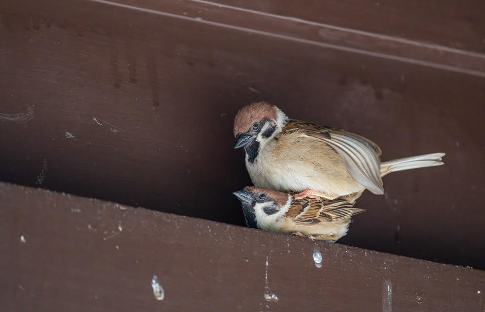 香港觀鳥會進行第八屆全港麻雀普查,估計市區麻雀數量微跌至24.3萬。(香港觀鳥會fb圖)