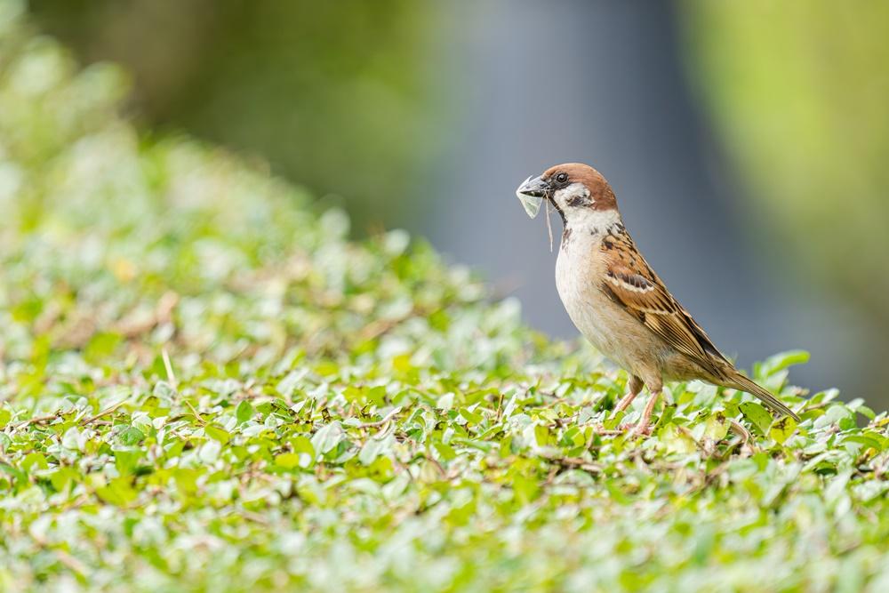 香港觀鳥會進行第八屆全港麻雀普查,估計市區麻雀數量微跌至24.3萬。(香港觀鳥會fb圖)
