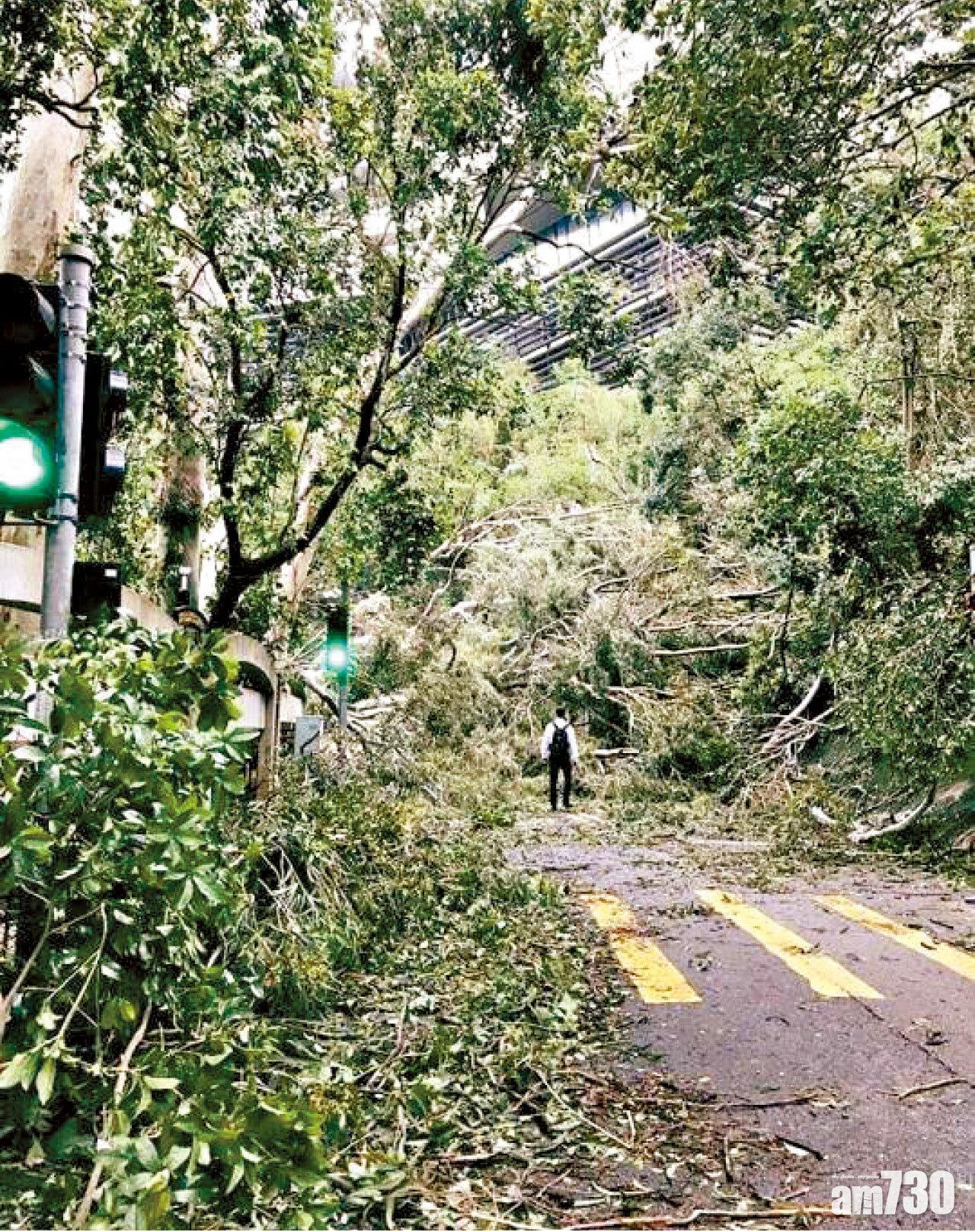 山竹颱風回顧|上班男走向橫臥塌樹 網民︰完美示範港人末日都要返工