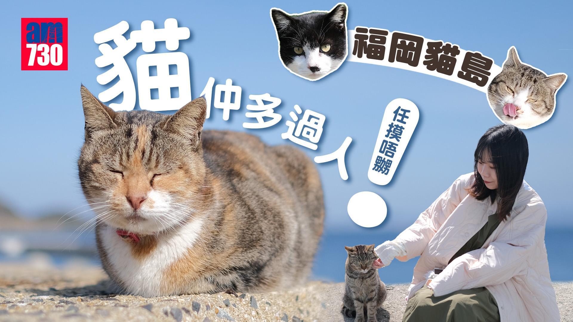 福岡旅遊|日本超人氣貓島「相島」貓奴必訪景點 前往交通+巴士船班時間+美食攻略(有片)