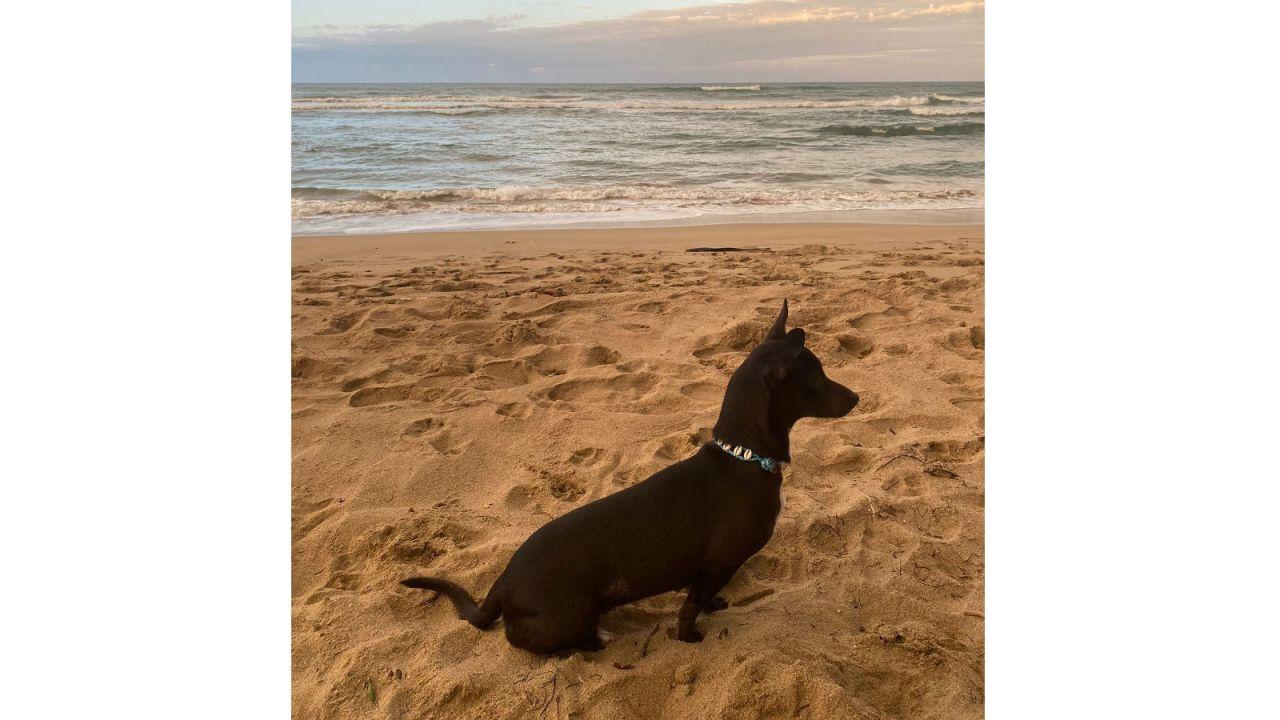 美國達美航空遺失乘客6歲愛犬 失蹤3周後終人狗團圓