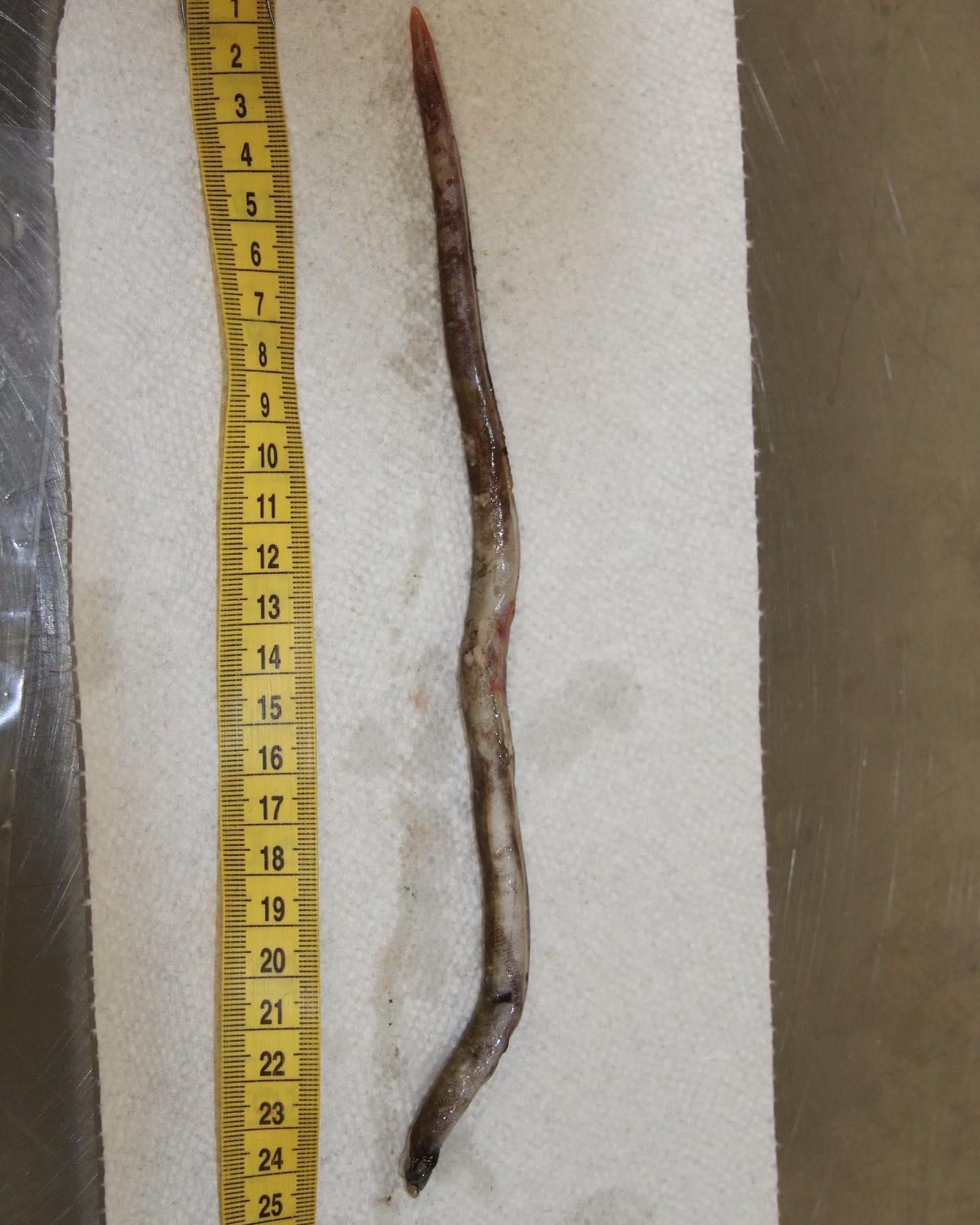 約75cm的鰻魚在海豹鼻子內出現。(圖/翻攝自NOAA)