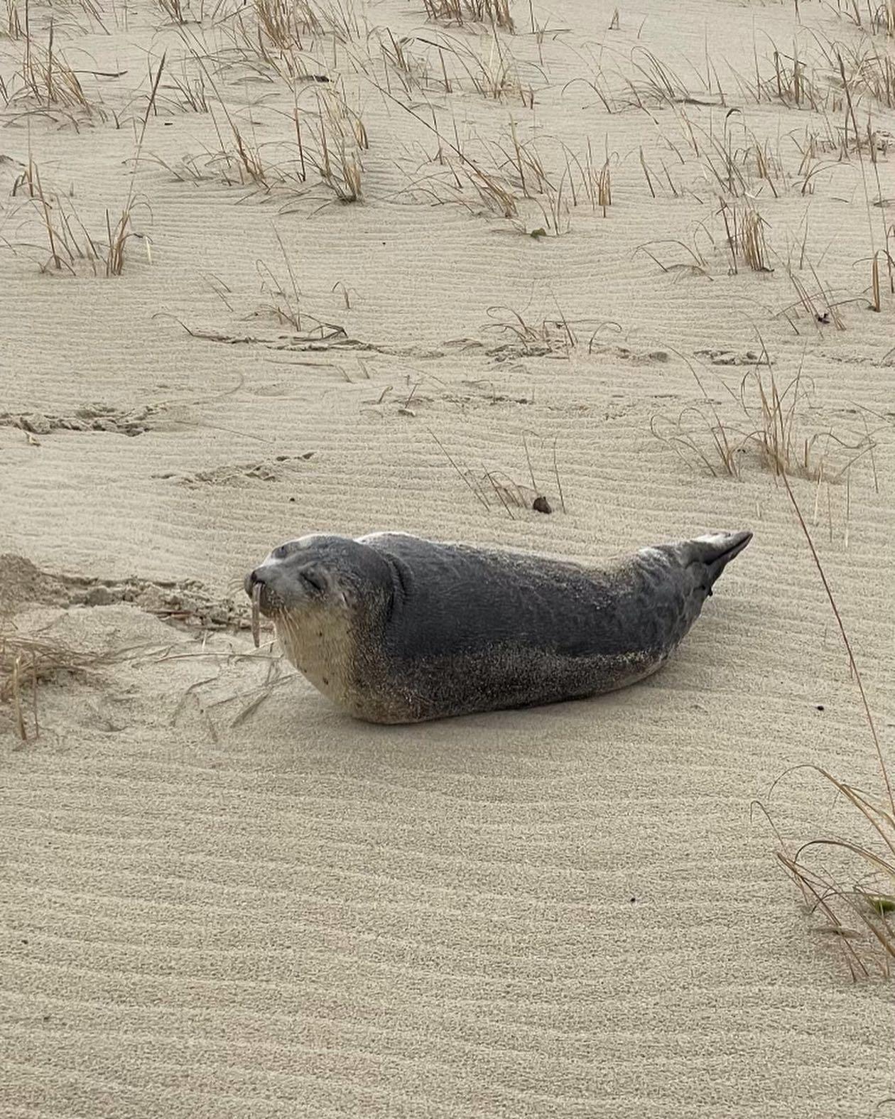 鰻魚出現在海豹鼻子內出現,最常發生在「年輕的海豹」身上。(圖/翻攝自NOAA)