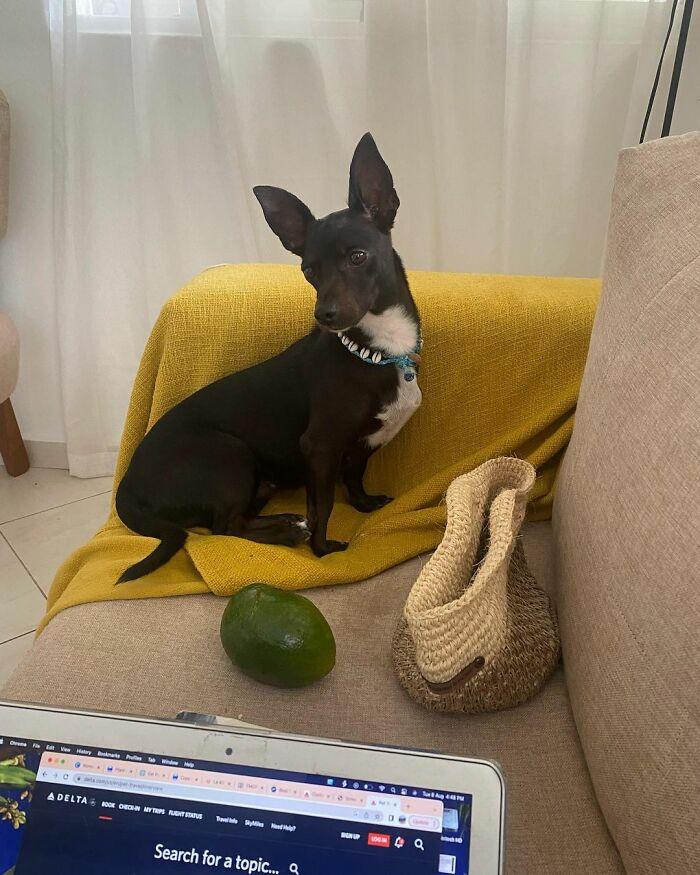 美國達美航空遺失乘客6歲愛犬 失蹤3周後終人狗團圓