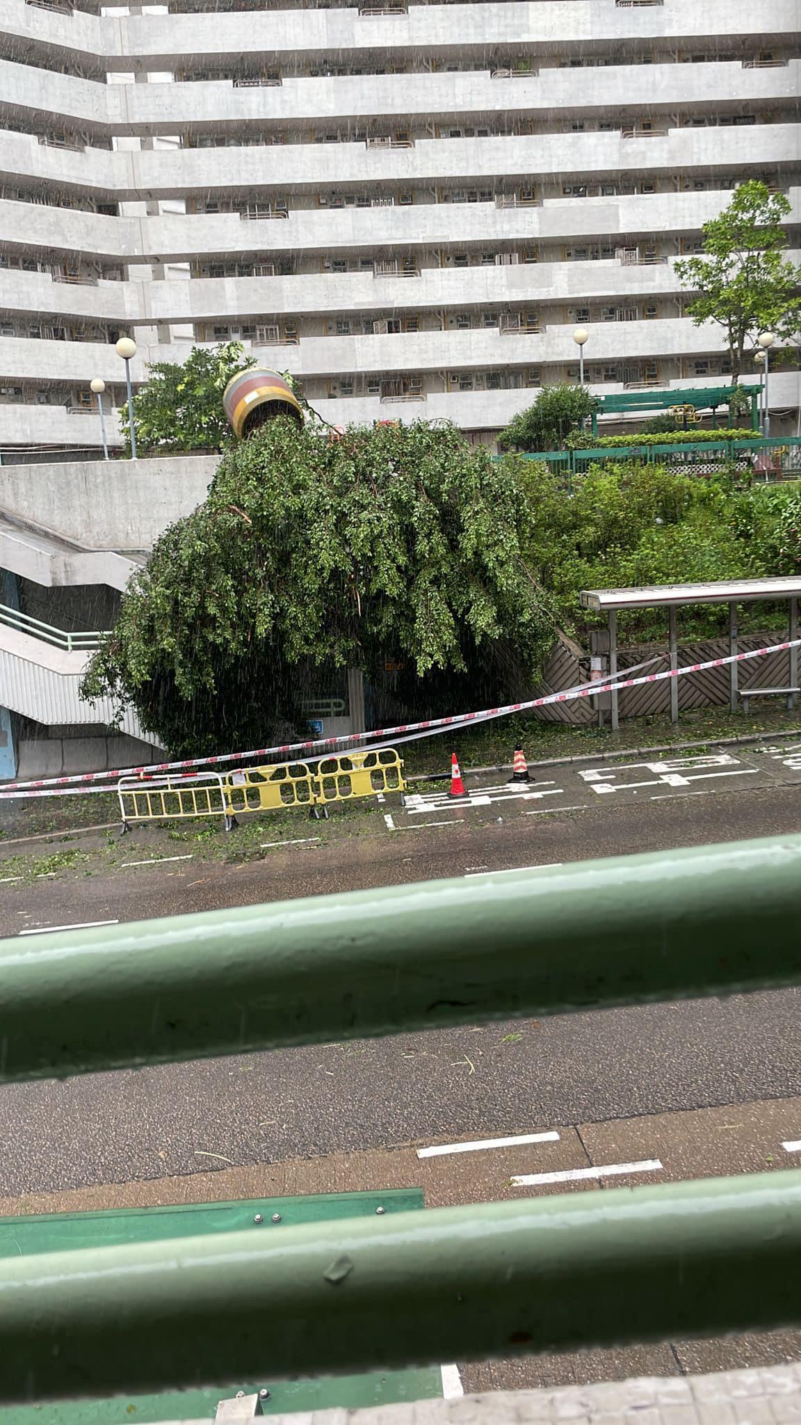 黃大仙祥和苑有樹倒塌壓向下面的巴士站。(馬路的事討論區)