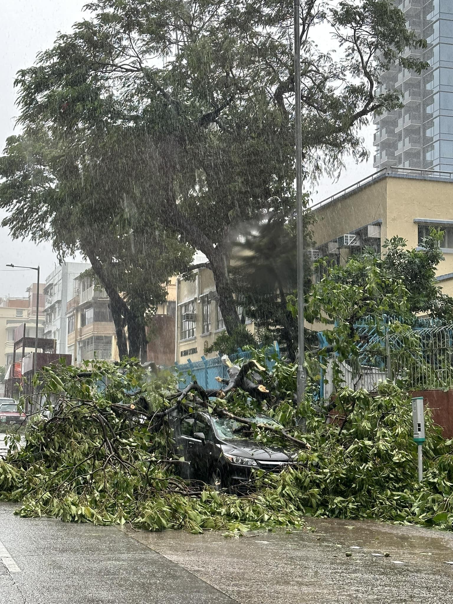 有停泊路旁汽車被大樹擊毀。(車cam L(香港群組))