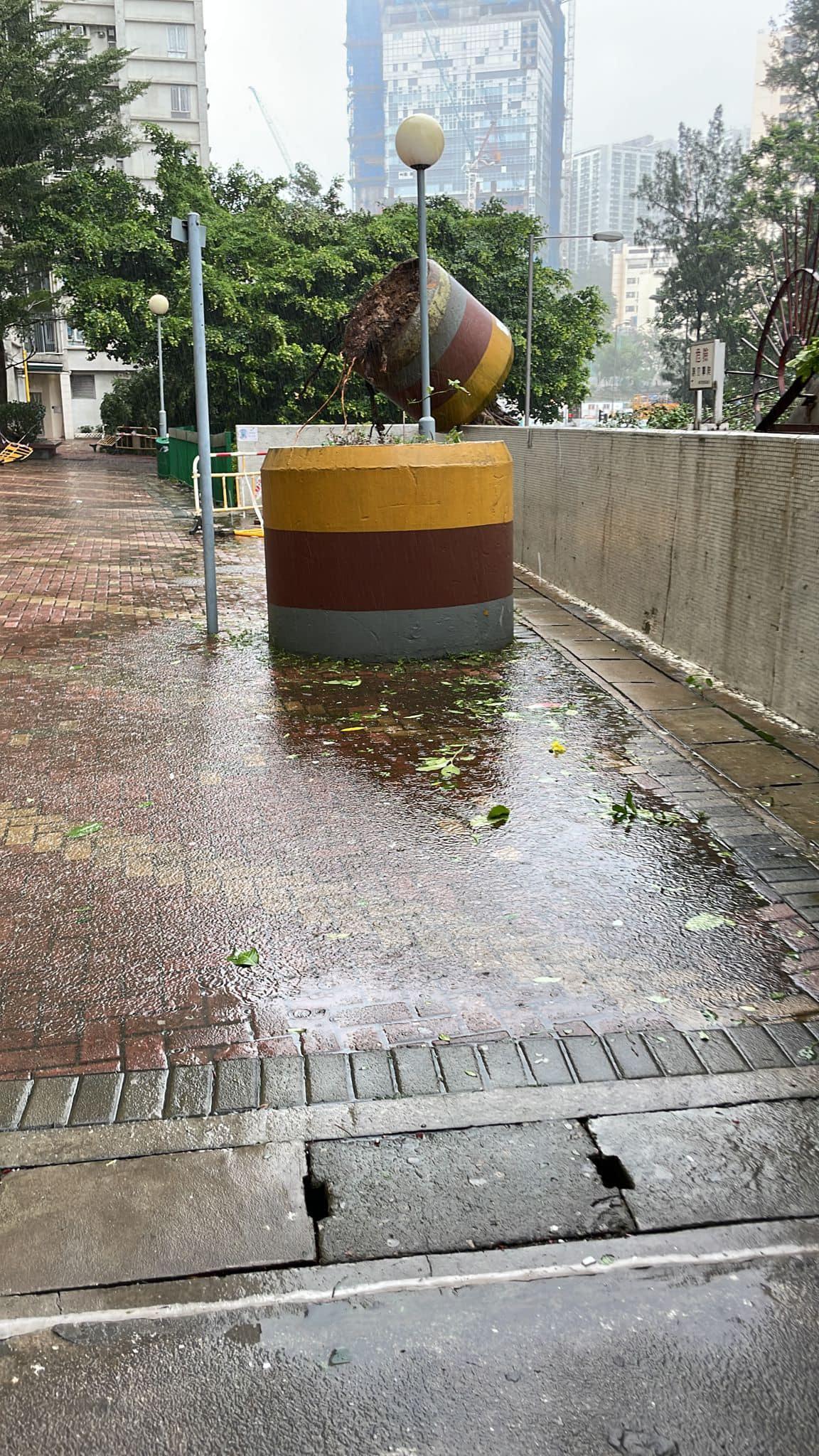 黃大仙祥和苑有樹倒塌壓向下面的巴士站。(馬路的事討論區)