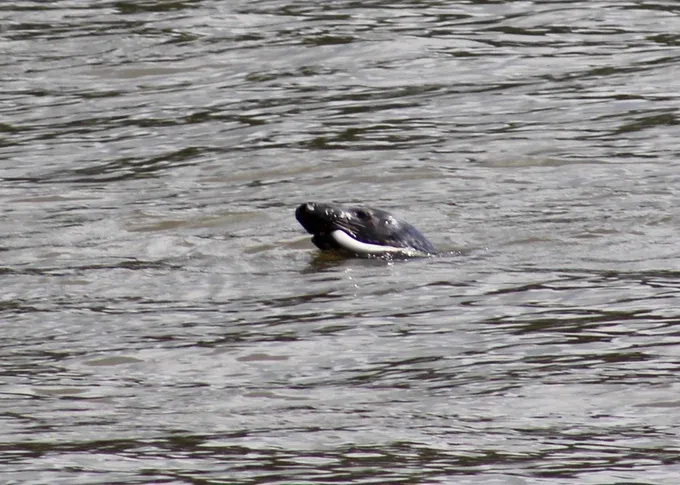 年輕海豹不時捕食鰻魚。(網上圖片)