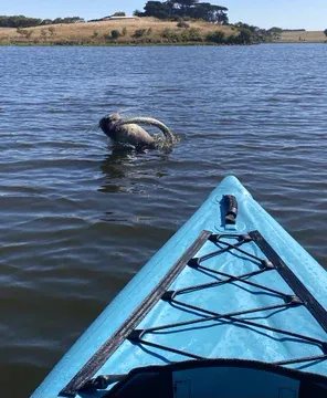 年輕海豹不時捕食鰻魚。(網上圖片)