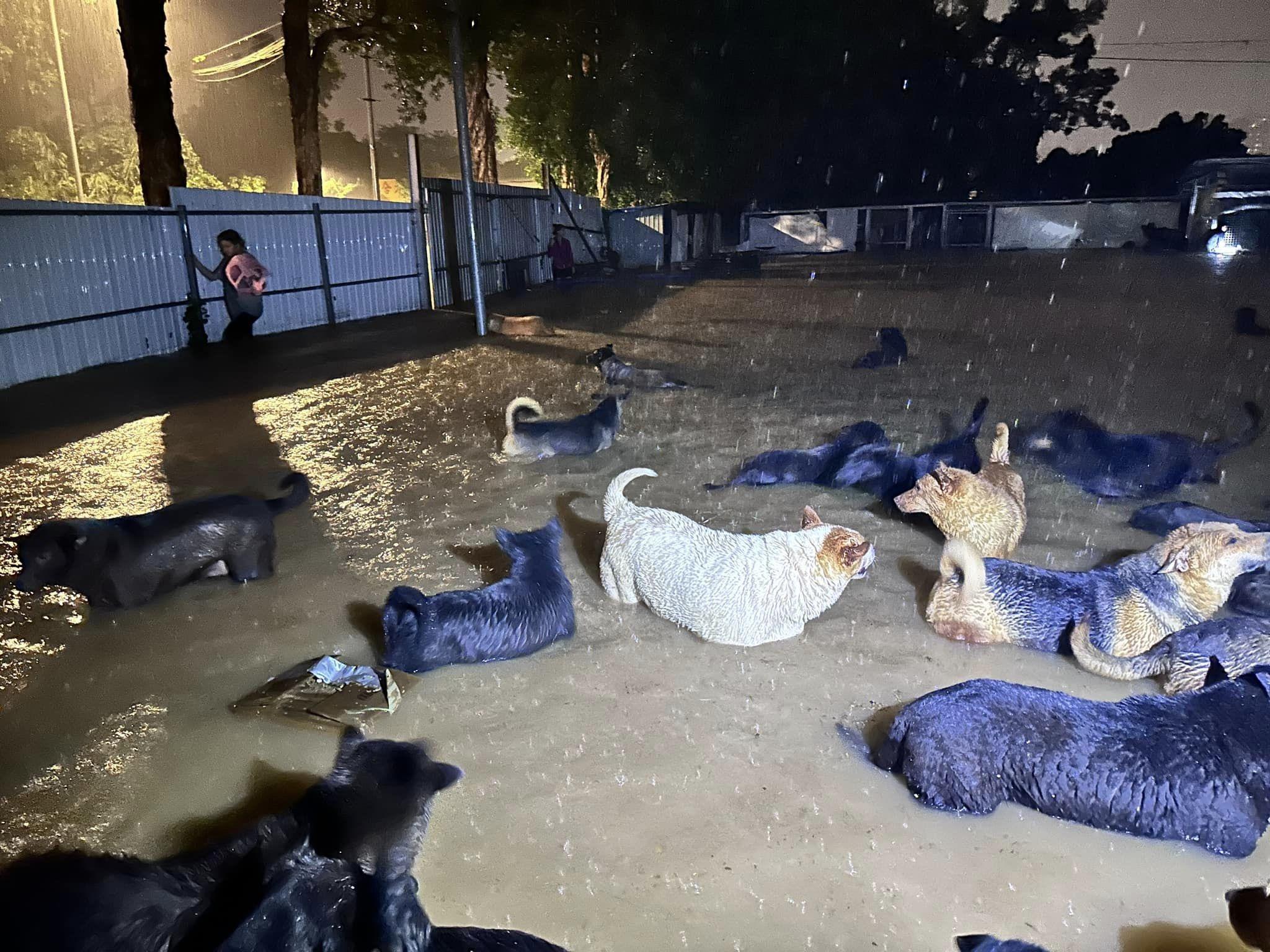 黑雨|粉嶺元朗狗場昨晚嚴重水浸 狗隻一度遷移