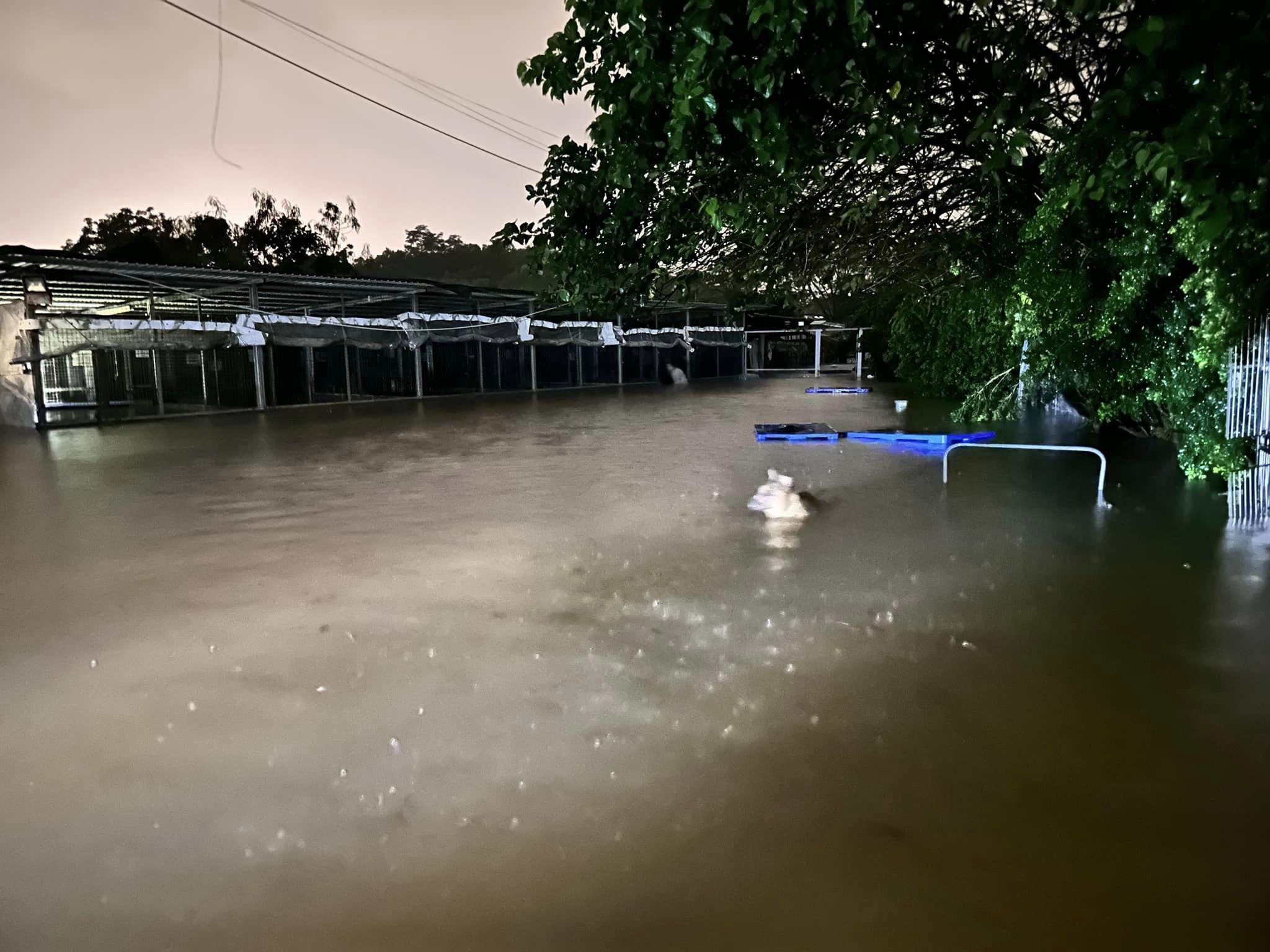 黑雨|粉嶺元朗狗場昨晚嚴重水浸 狗隻一度遷移
