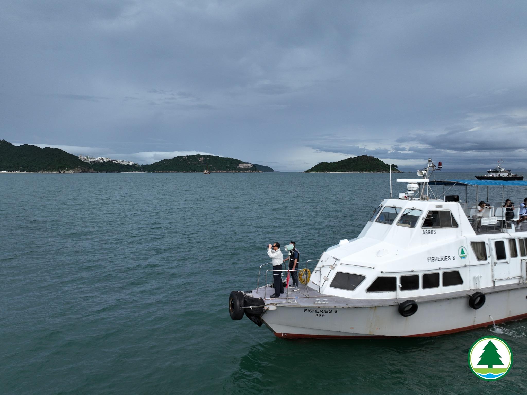 鯨魚|漁護署指,南區發現的鯨魚身上有傷口,強烈勸喻市民切勿追蹤鯨魚。(漁護署)