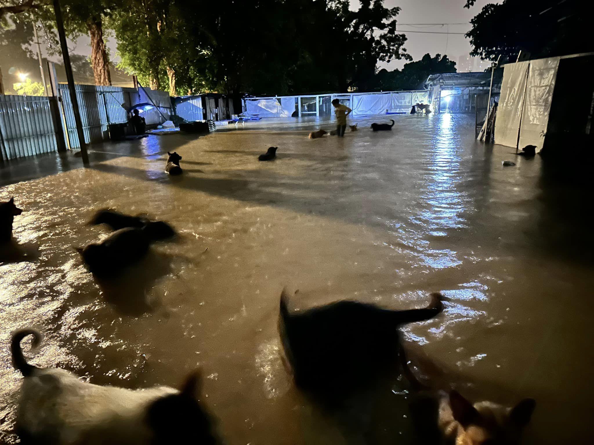 黑雨|粉嶺元朗狗場昨晚嚴重水浸 狗隻一度遷移