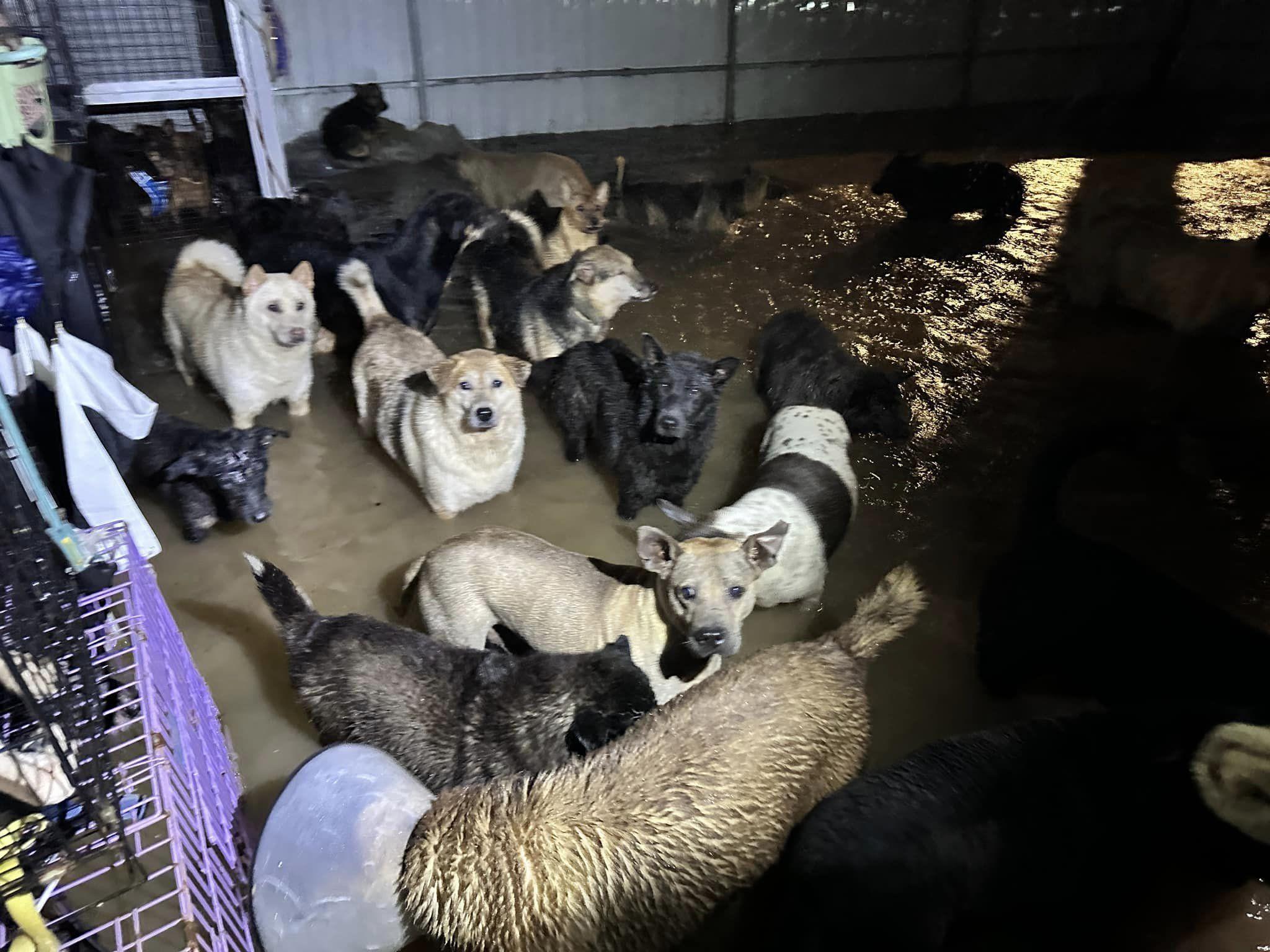 黑雨|粉嶺元朗狗場昨晚嚴重水浸 狗隻一度遷移