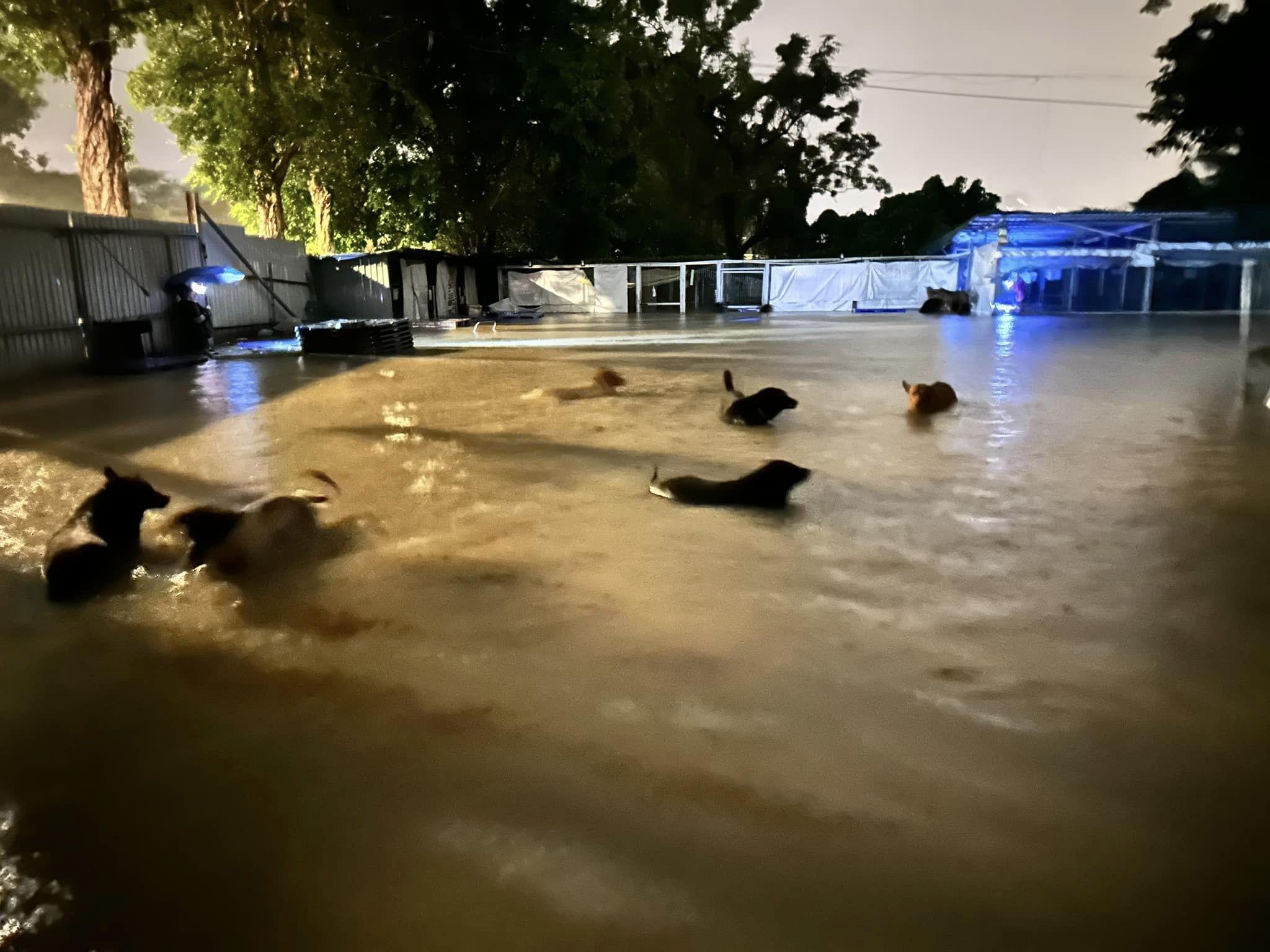 黑雨|粉嶺元朗狗場昨晚嚴重水浸 狗隻一度遷移