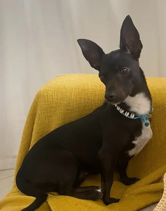 美國達美航空遺失乘客6歲愛犬 失蹤3周後終人狗團圓