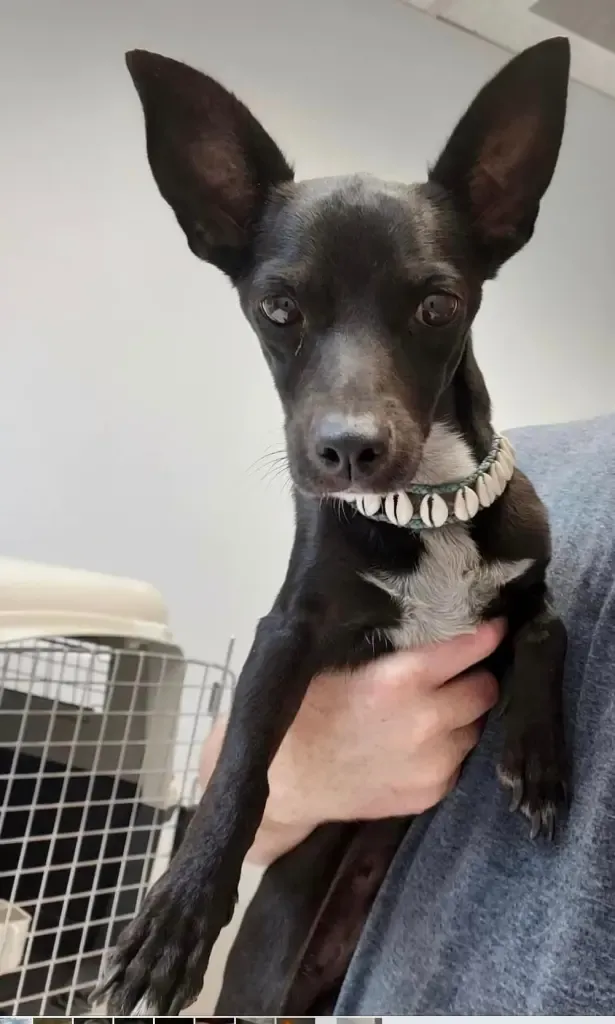 美國達美航空遺失乘客6歲愛犬 失蹤3周後終人狗團圓