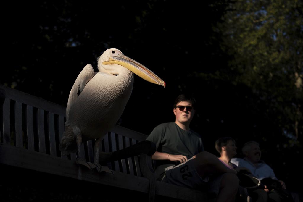 英國就業|英國打工仔去年平均請7.8日病假 創13年新高。(美聯社、路透社、互聯網)