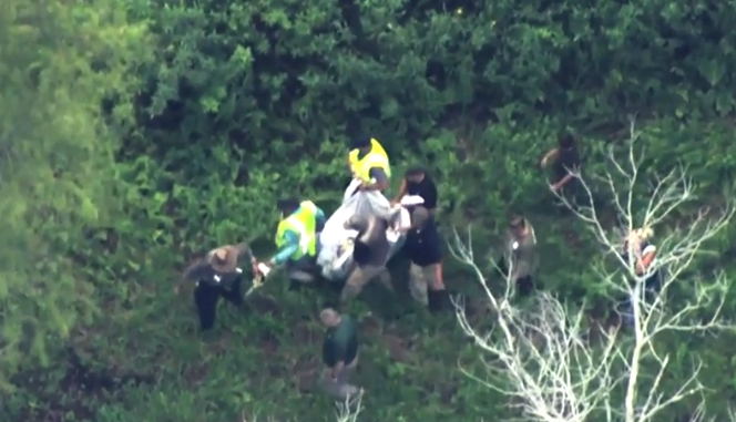 人員成功捕獲這隻黑熊,並將牠轉移到奧卡拉國家森林內或周圍的地區。(X)