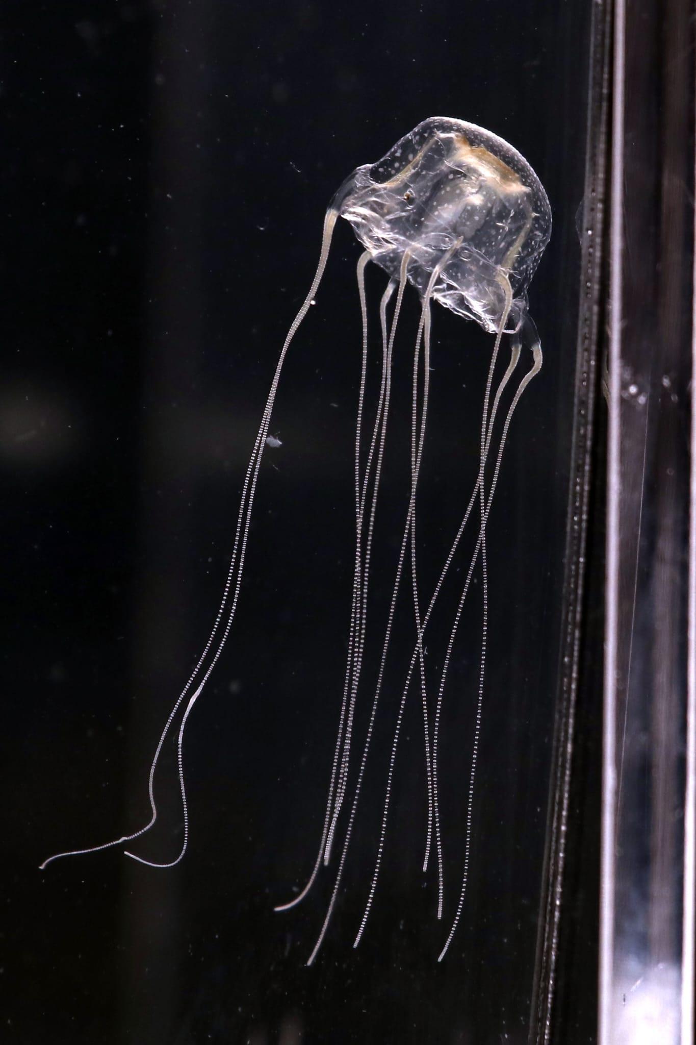 香港水母|今年命名的米埔三槳水母。(林俊源攝)