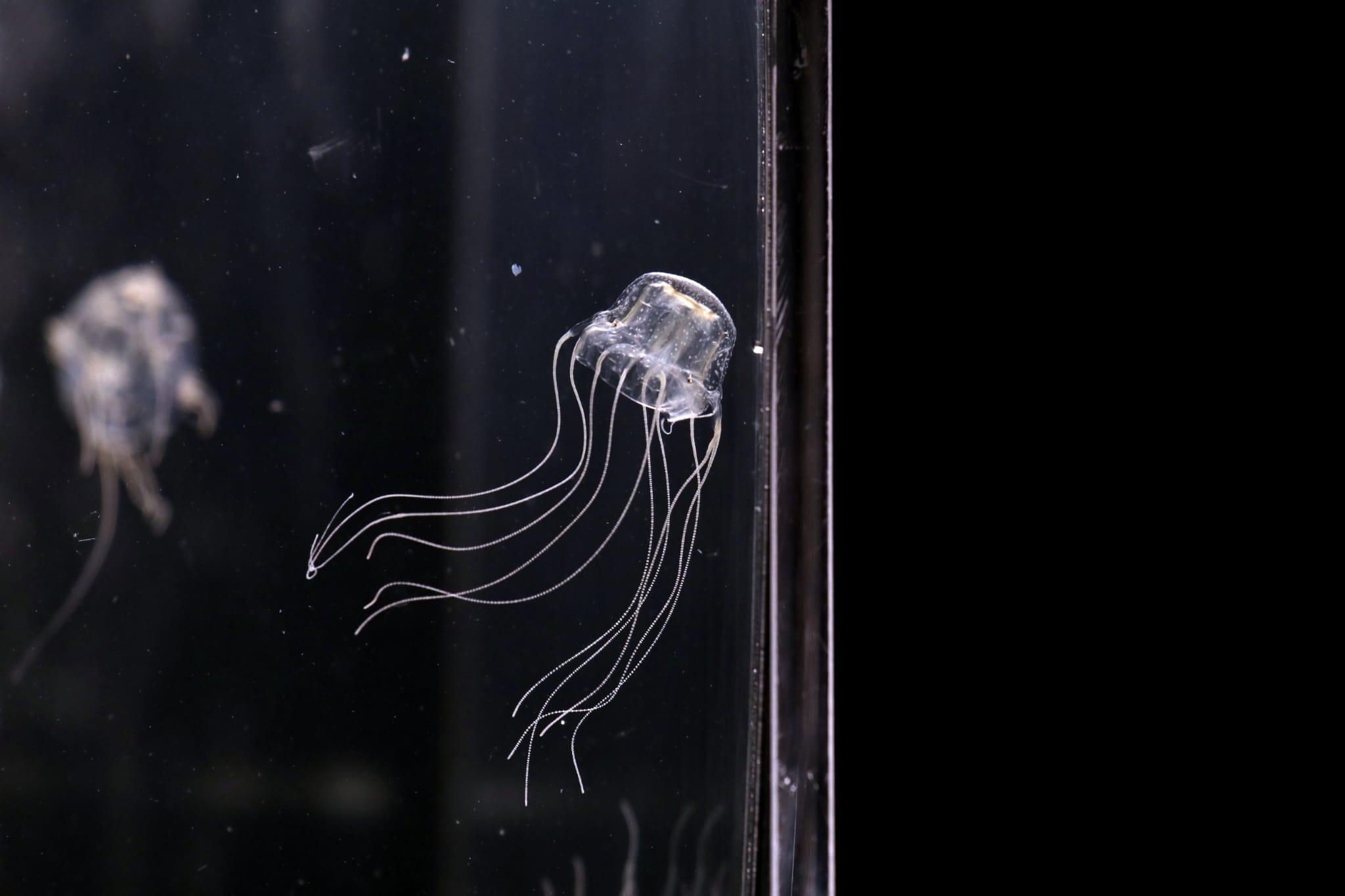 香港水母|今年命名的米埔三槳水母。(林俊源攝)