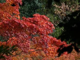 東京六義園 (圖片來源: wikipedia)