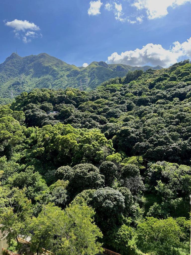 單位外望翠綠清幽山景,景觀不俗。(代理提供)