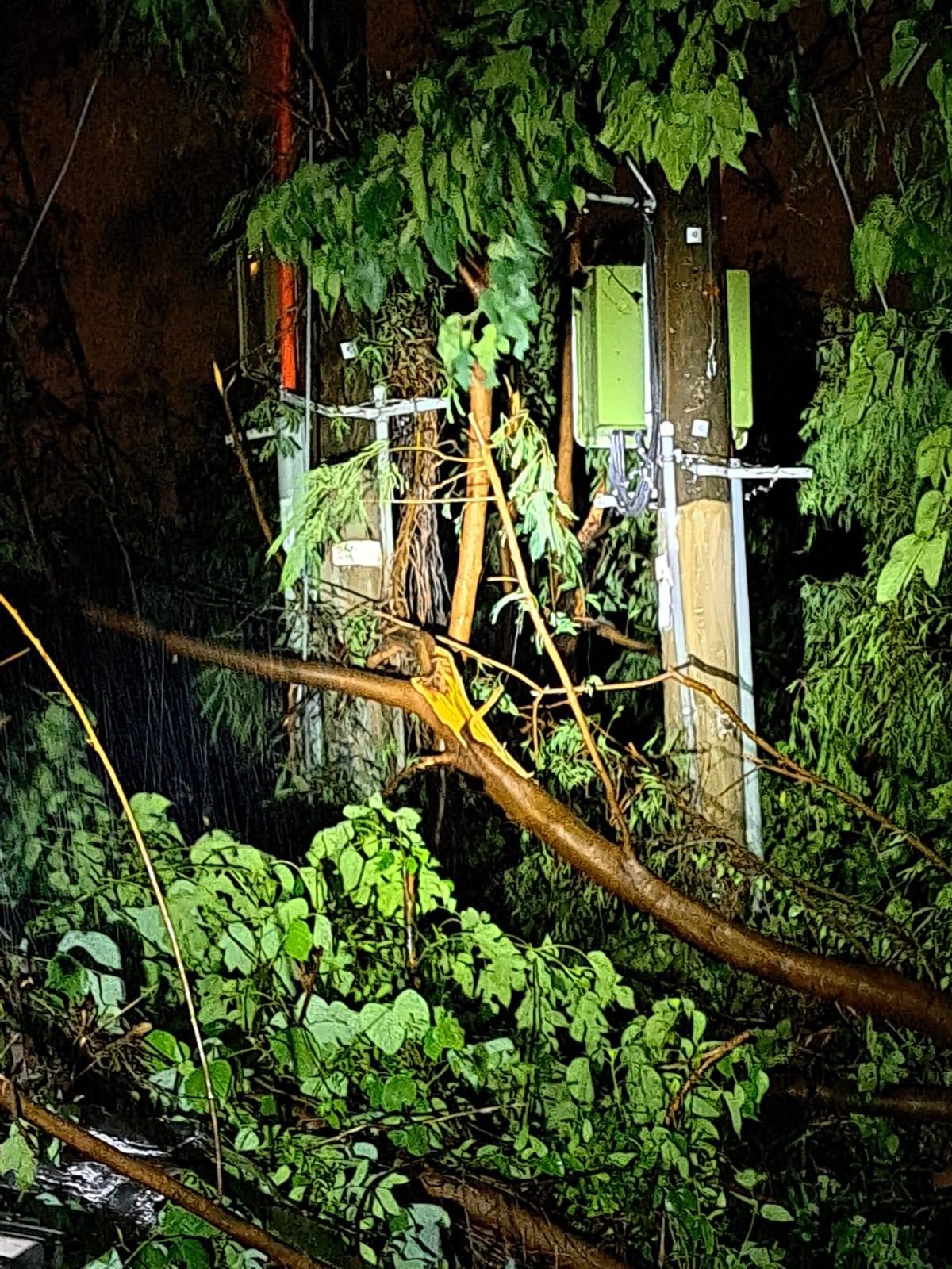 中電表示塌樹等意外令部份地區供電受影響。(中電提供圖片)