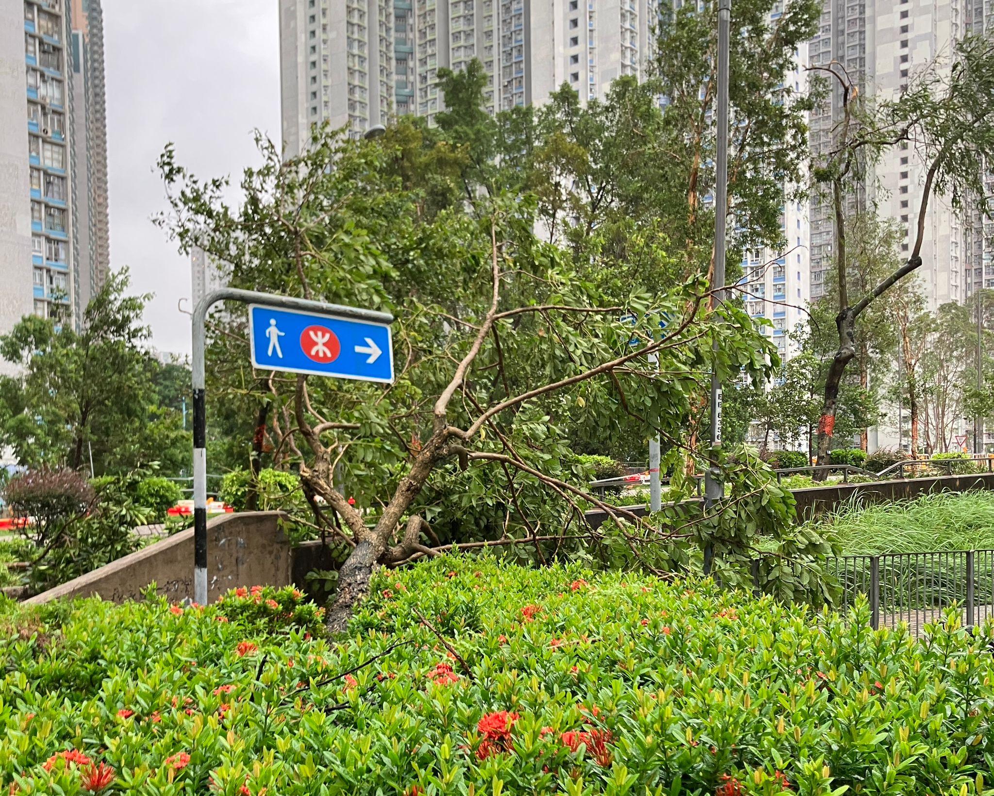 本港多區出現樹木倒塌。(本報攝)