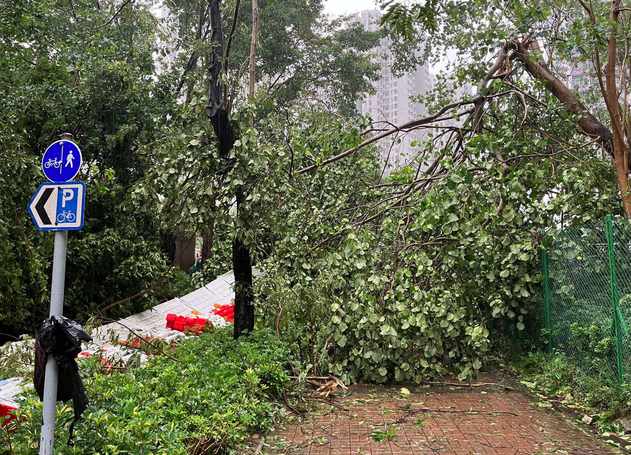 本港多區出現樹木倒塌。(本報攝)