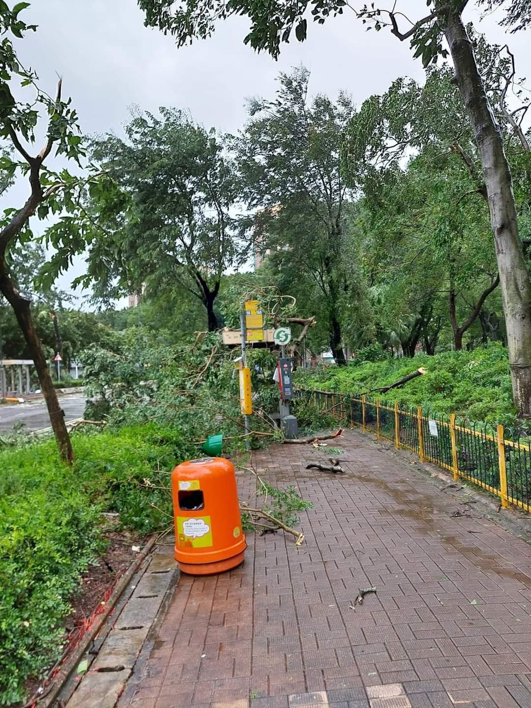 全港多處出現塌樹。