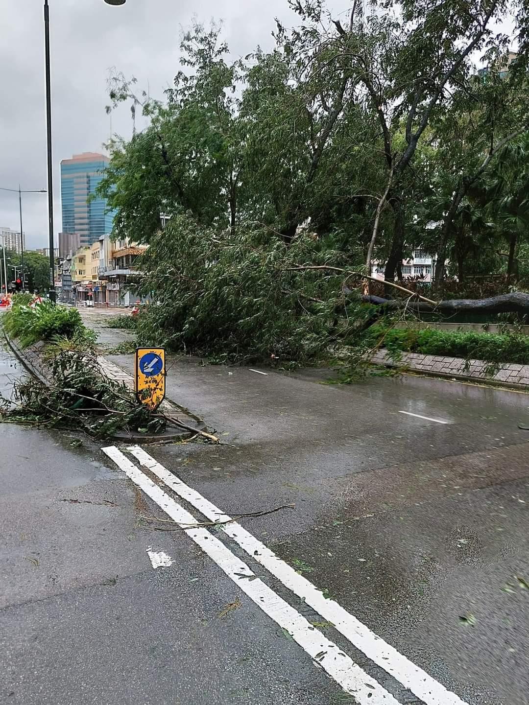全港多處出現塌樹。