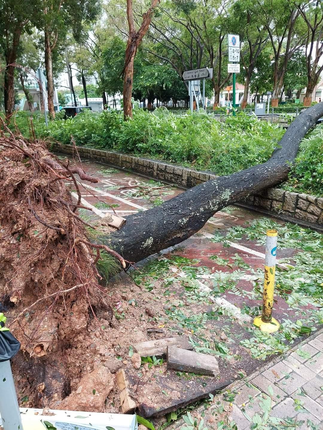全港多處出現塌樹。