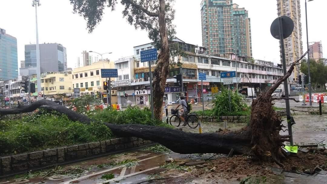 全港多處出現塌樹。