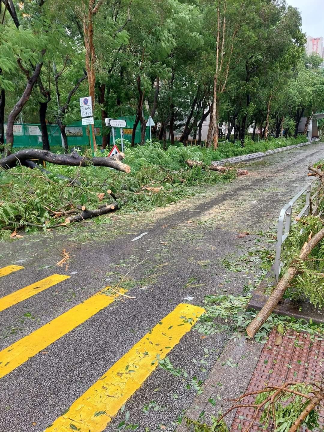 全港多處出現塌樹。