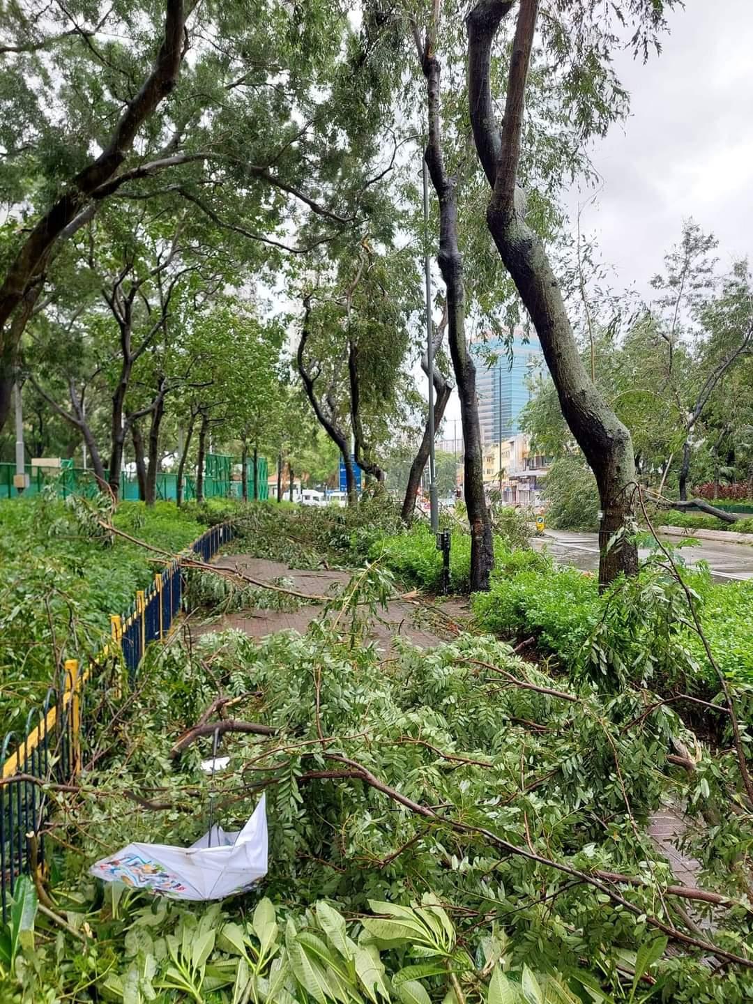 全港多處出現塌樹。