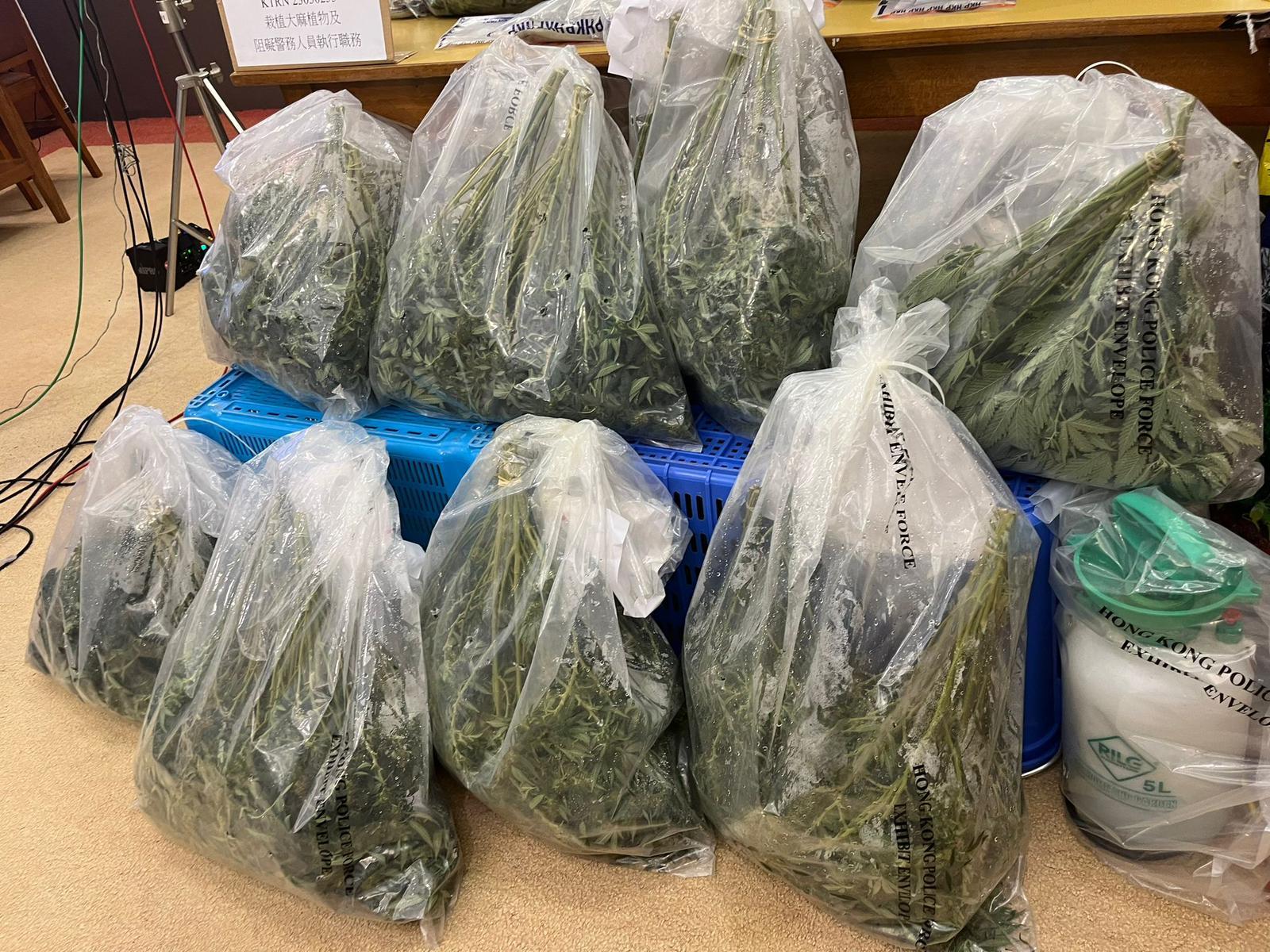 警方搗破兩個工廈大麻種植場 檢近2千萬元大麻拘3人